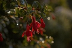 DSCF5372