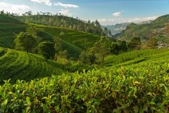Nuwara-Eliya