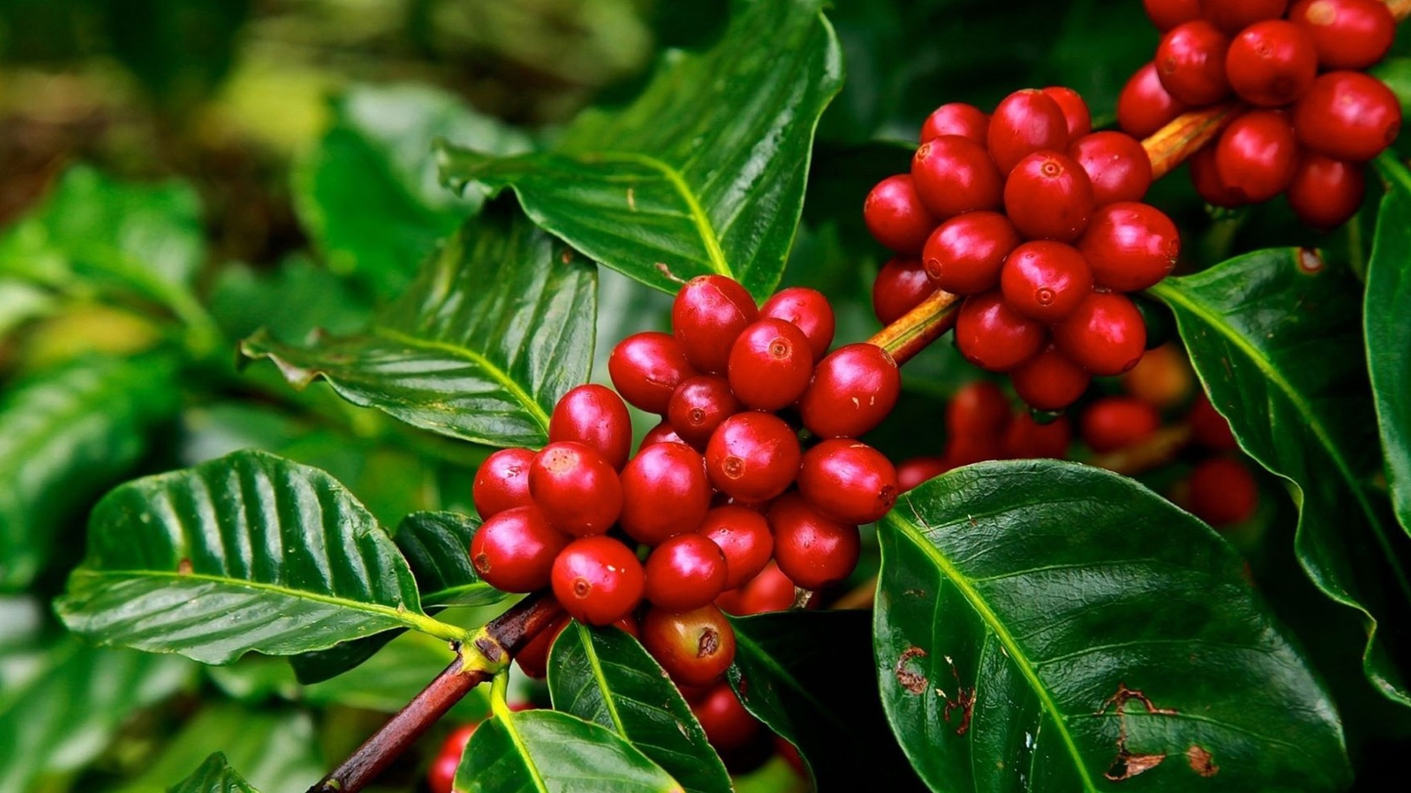 Sri Lanka's First Coffee Tour